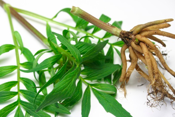 Valerian root