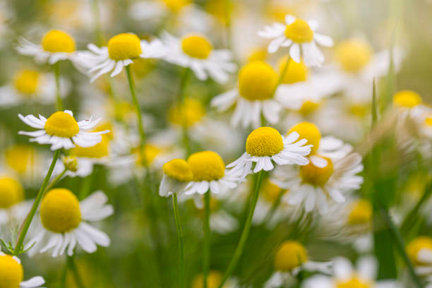 Chamomile Flower