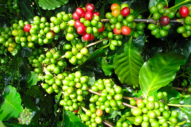 Griffonia simplicifolia seeds